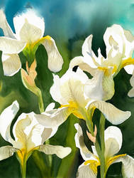 White irises