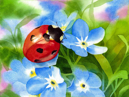 Ladybird