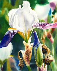 Translucent Iris by Esperoart