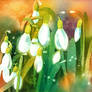 Snowdrops