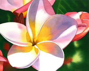 Frangipani