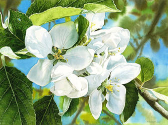 Apple Blossoms by Esperoart