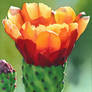 Opuntia