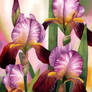 Graceful Irises