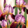 Graceful Irises