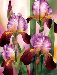 Graceful Irises by Esperoart