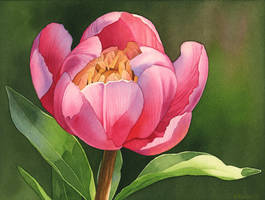 Peony