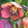 Hellebore