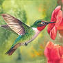 Hummingbird
