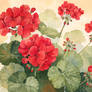 Geranium