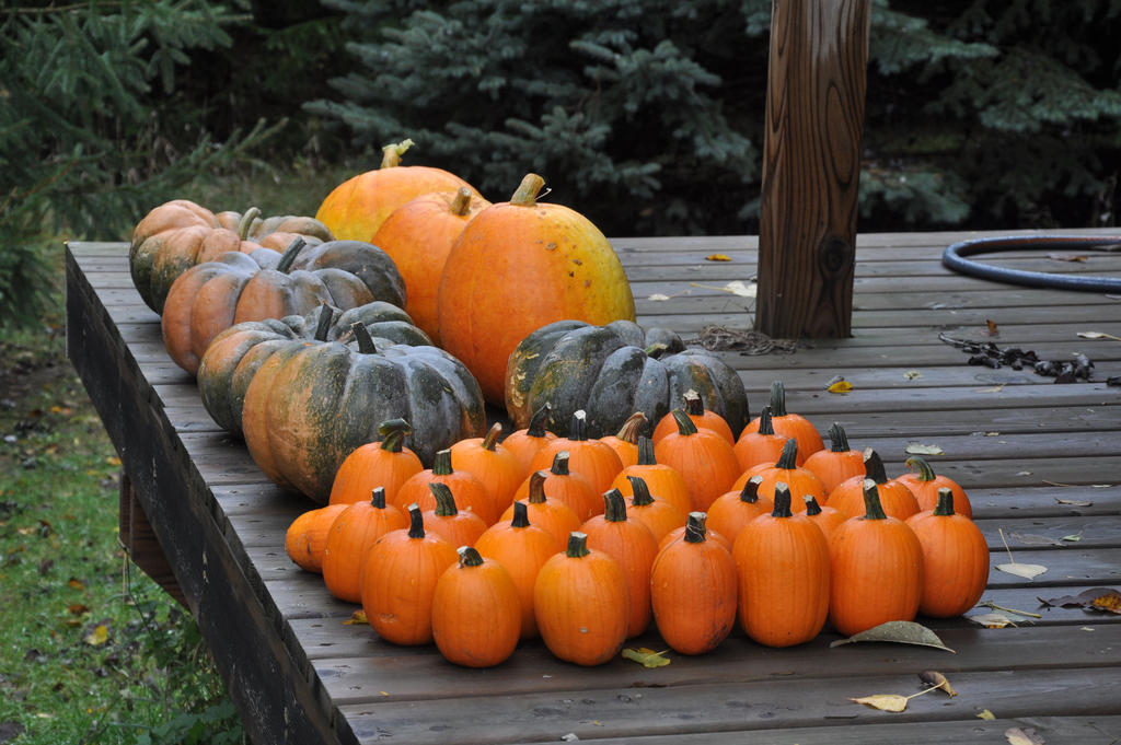 Harvest Time