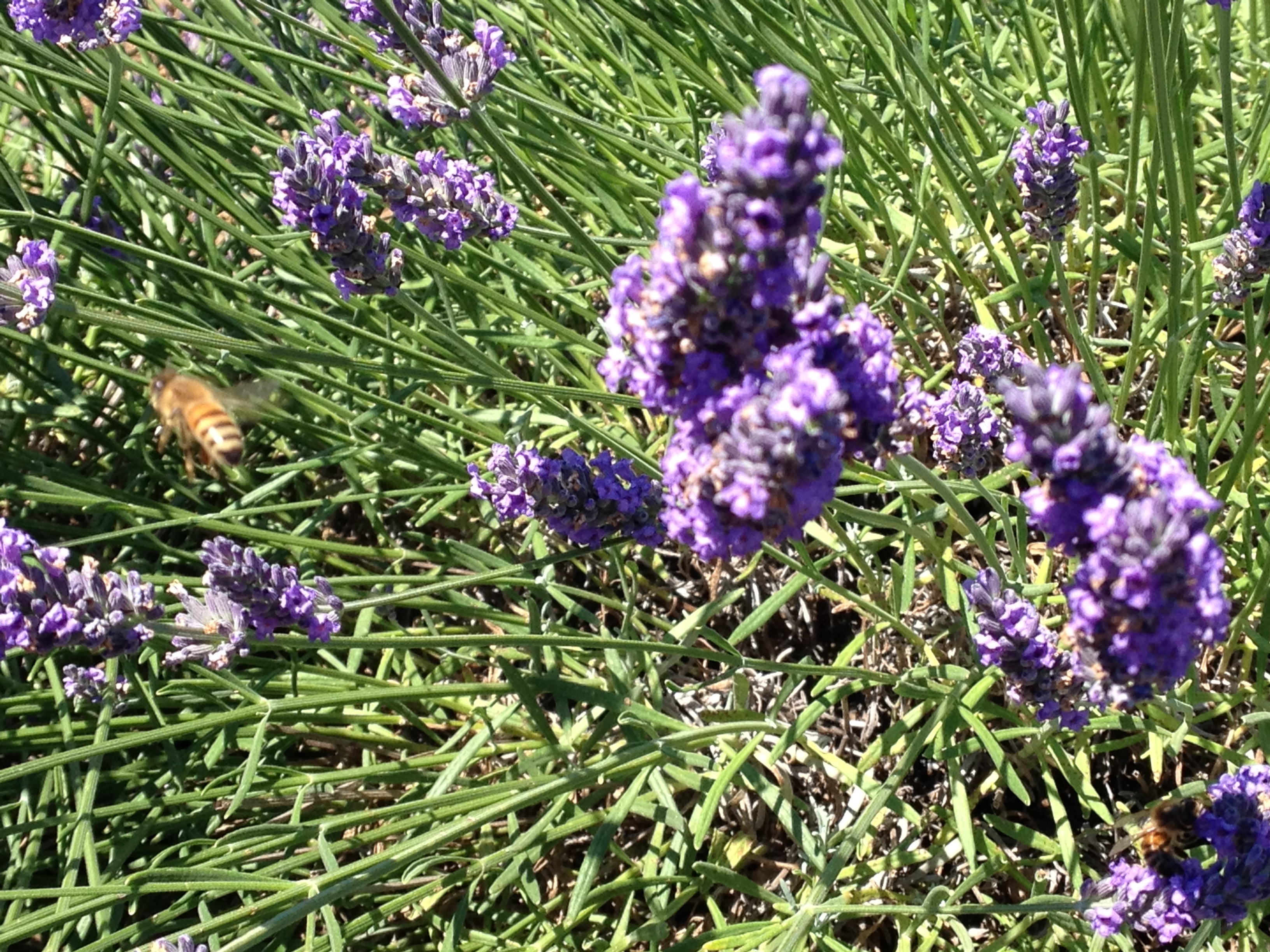 Honey bee in flight around lavender field.