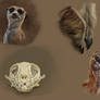 Meerkat Studies