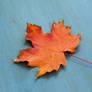 Maple leaf