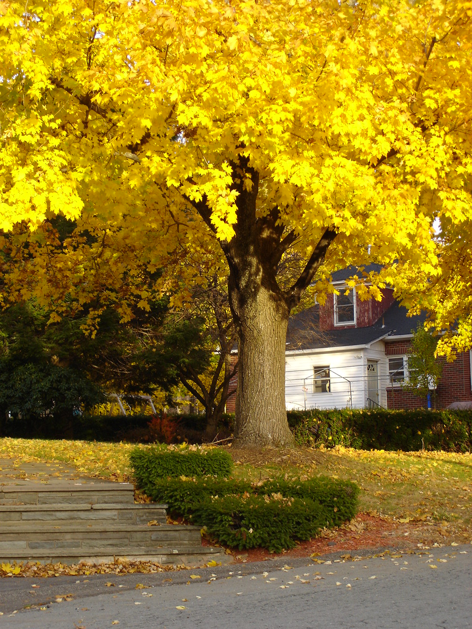 Yellow Tree