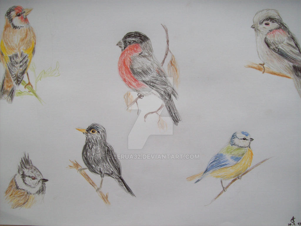 Birds Deviantart Birds by Eilerua32 on DeviantArt