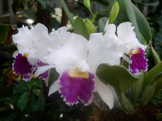 White Orchids with purple