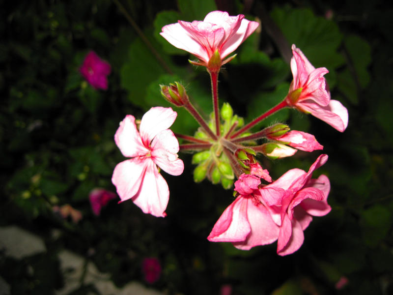 Pink Blooms 2