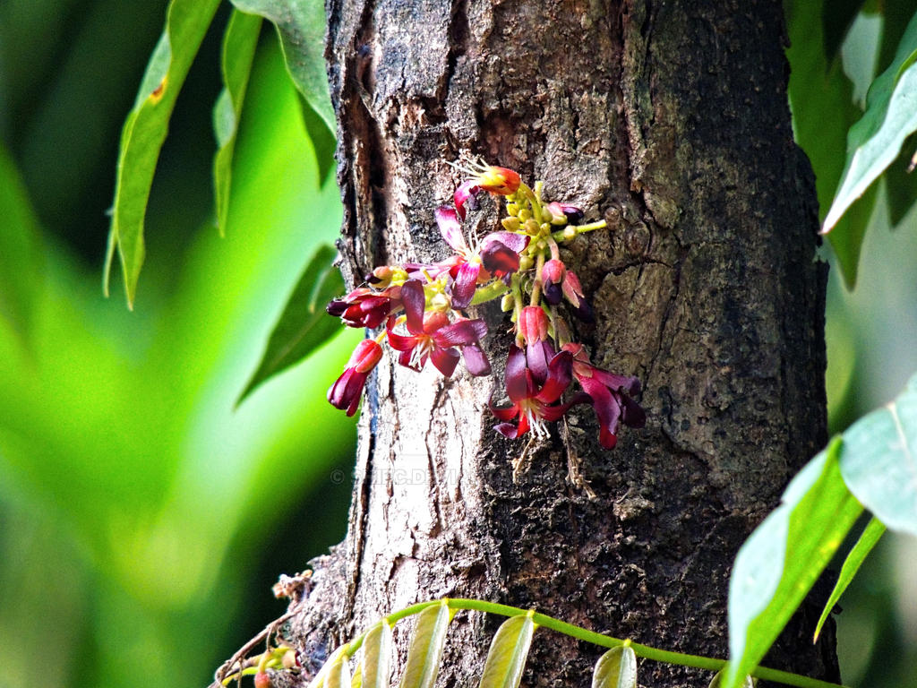 Kamias Flower 3 by shiec on DeviantArt