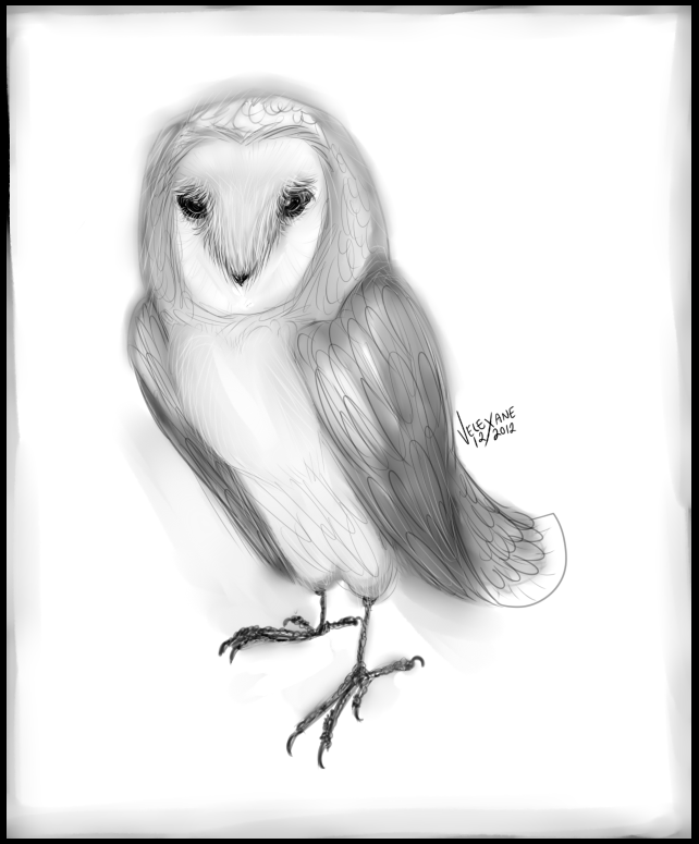 Barn Owl