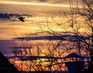 Crow in the sunset