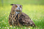 Eagle Owl by PauloALopes