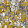 Lichens abstract