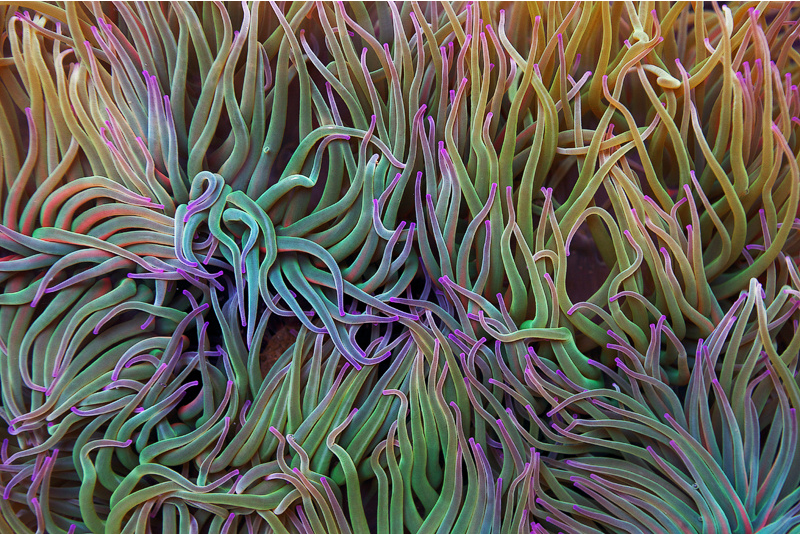 Sea anemone