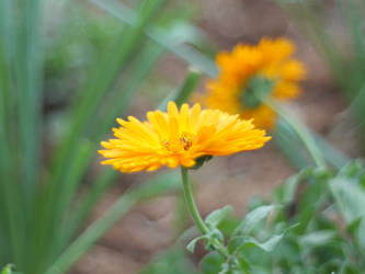 Marigold