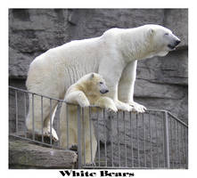 White Bears