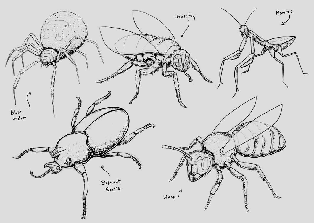 All Insects List Deviantart Insects by baked-psyche on DeviantArt