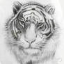 Tigre