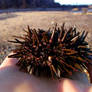 urchin in the tide