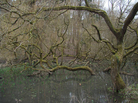 Trees in water