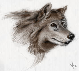 Wolf