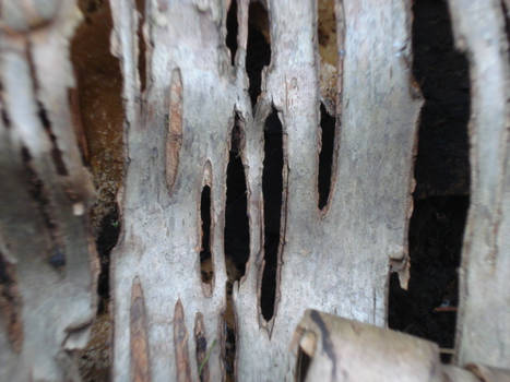 Birch Bark Rips