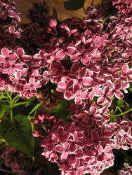 Lilacs