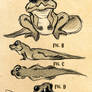 DAWGs: Frogsnake species ref.