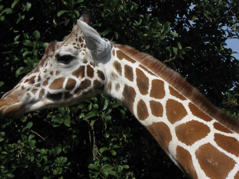 Close up- Giraffe