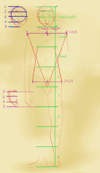 body proportions tutorial