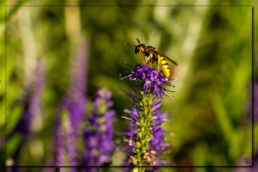 Wasp on Lavender