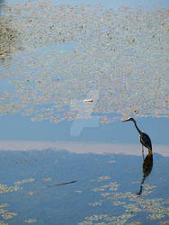 Seoul Grand Park: Heron