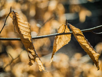 Forest Stock: Leaves on a Branch