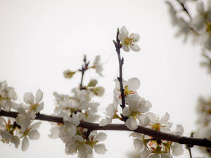 White Cherry Blossom