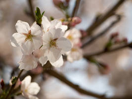 Korea Cherry Blossom