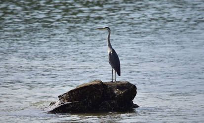 Grey Heron