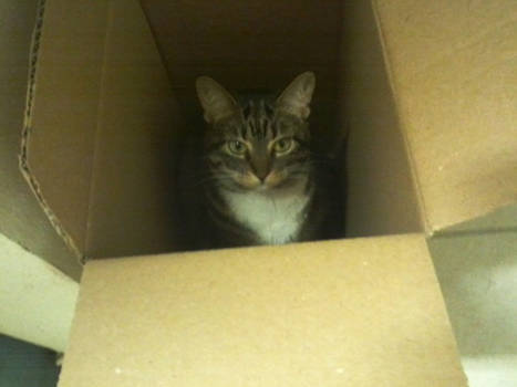 Cat in a Box