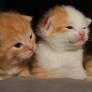 Kittens2