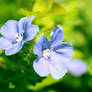 Blue flowers 2