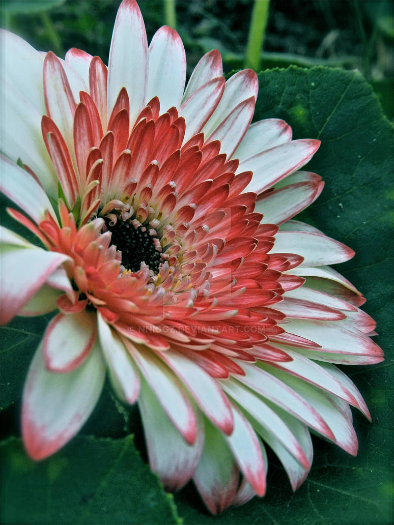 Gerbera Love